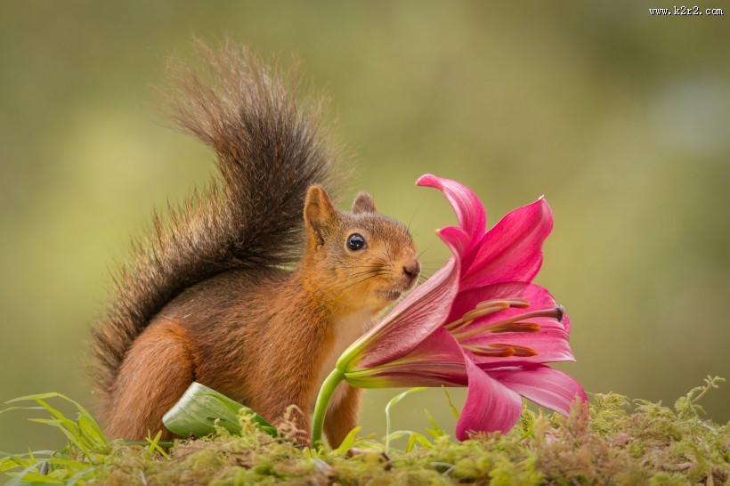 可爱的松鼠动物图片大全