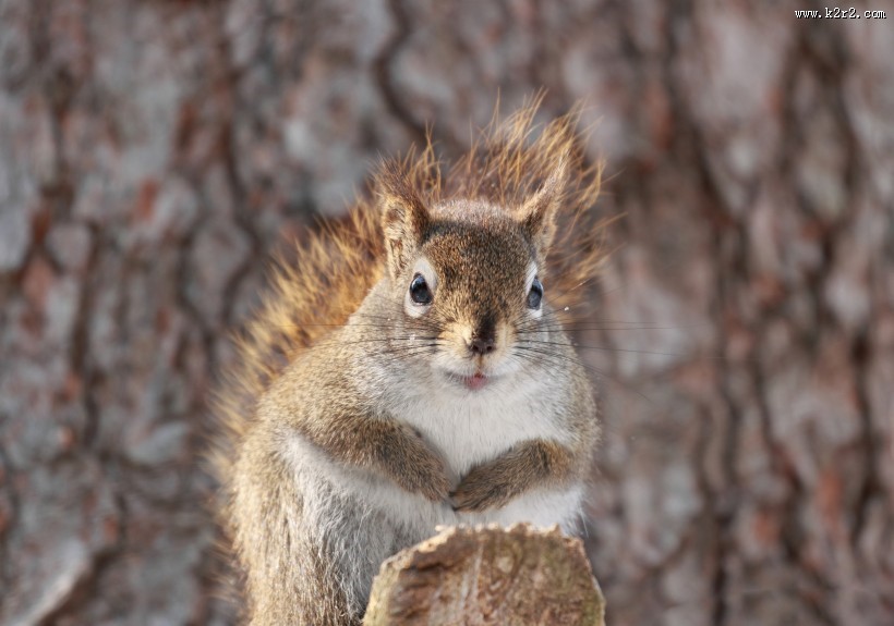 可爱的松鼠动物图片大全