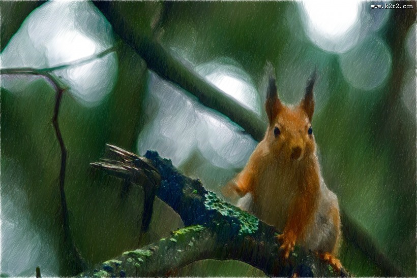 可爱的松鼠动物图片大全