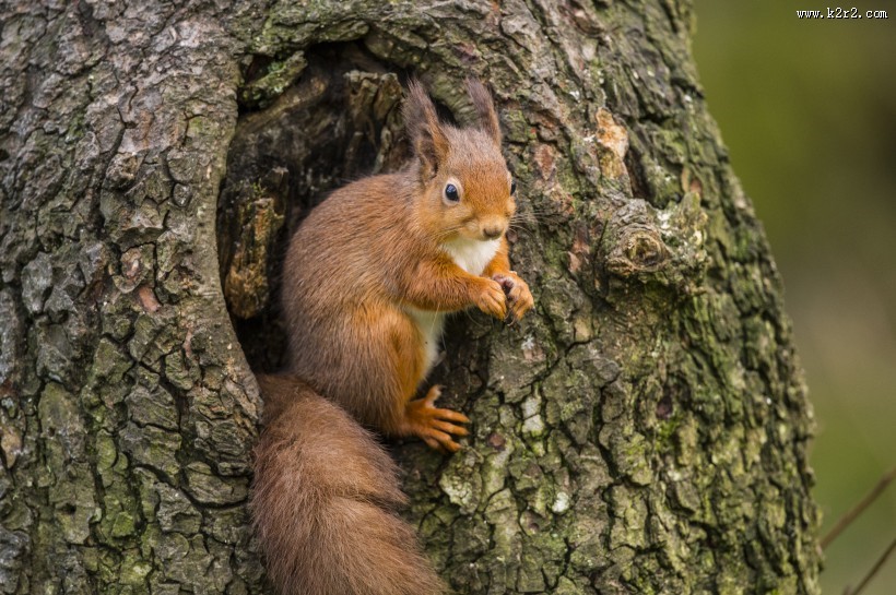 可爱的松鼠动物图片大全