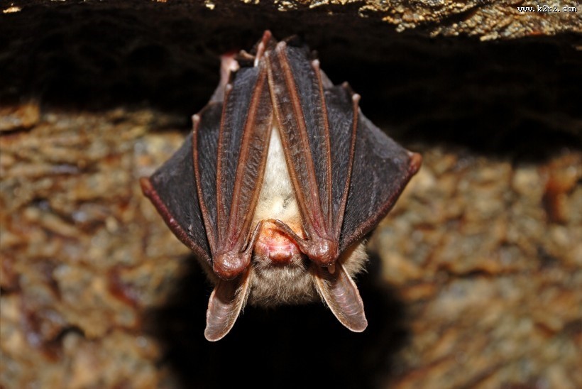 可怕的吸血蝙蝠图片