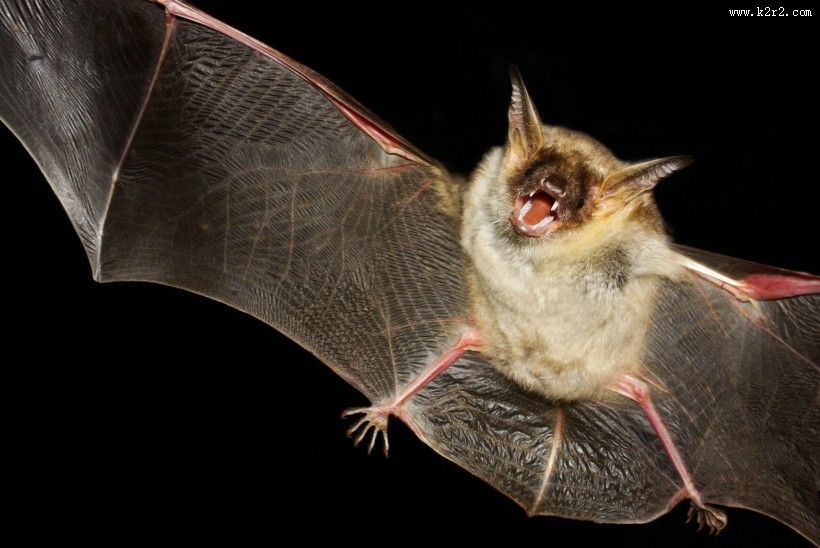 可怕的吸血蝙蝠图片