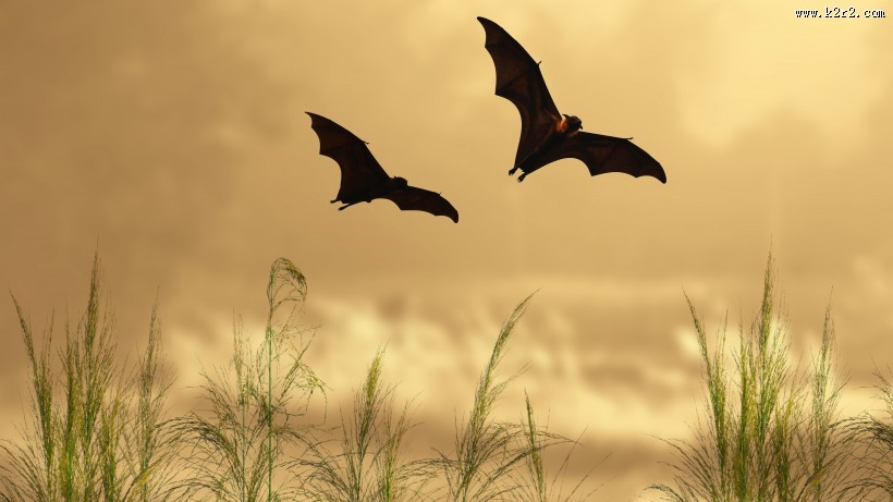 可怕的吸血蝙蝠图片