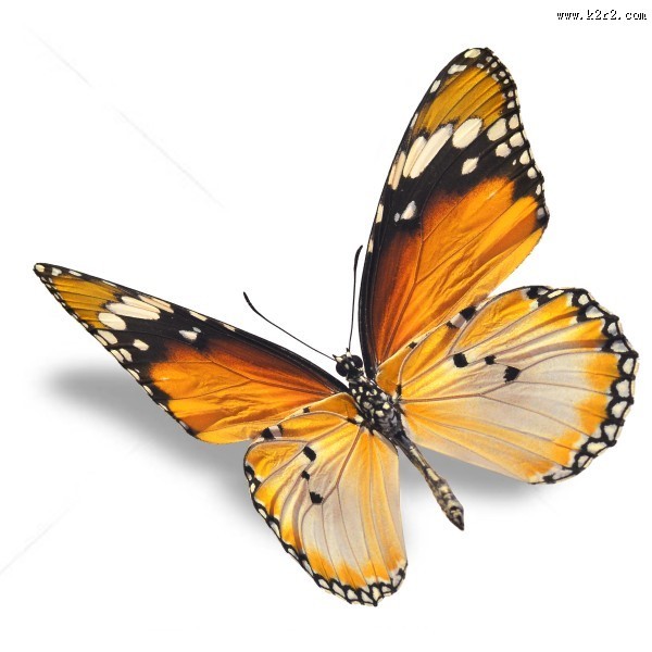 漂亮彩色的蝴蝶图片大全