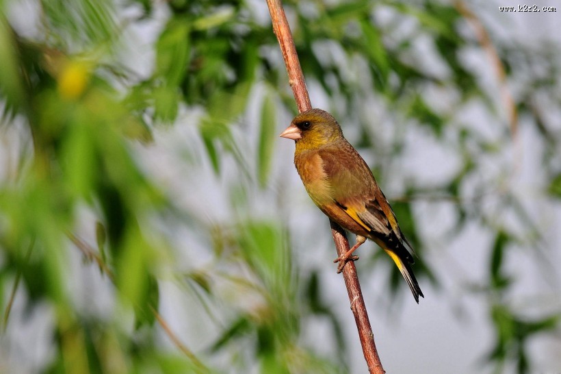 醒目的金翅雀图片