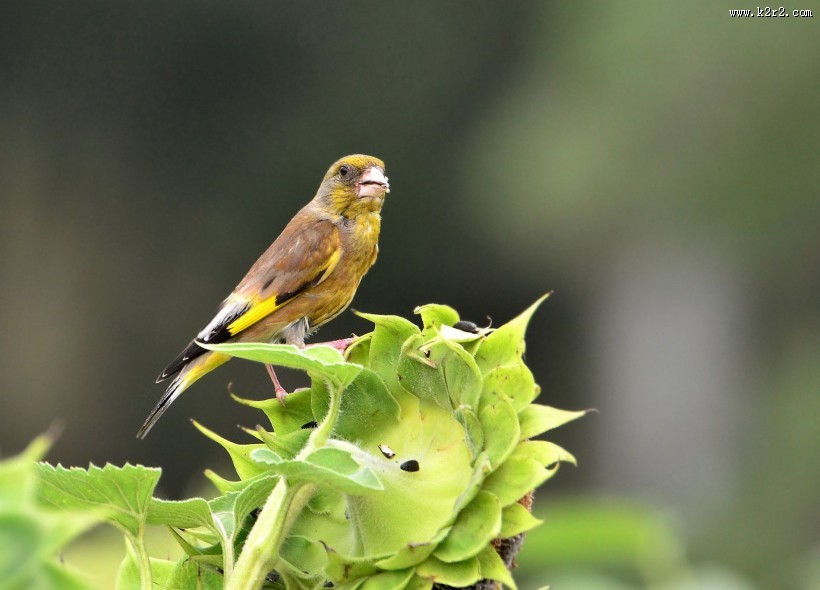 醒目的金翅雀图片