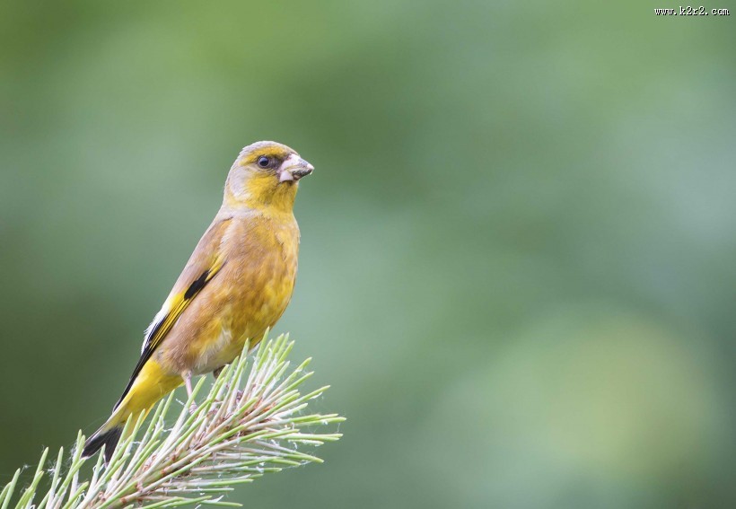 醒目的金翅雀图片