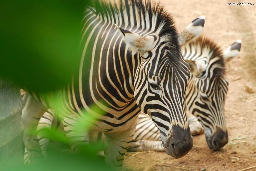 草地上的斑马图片大全