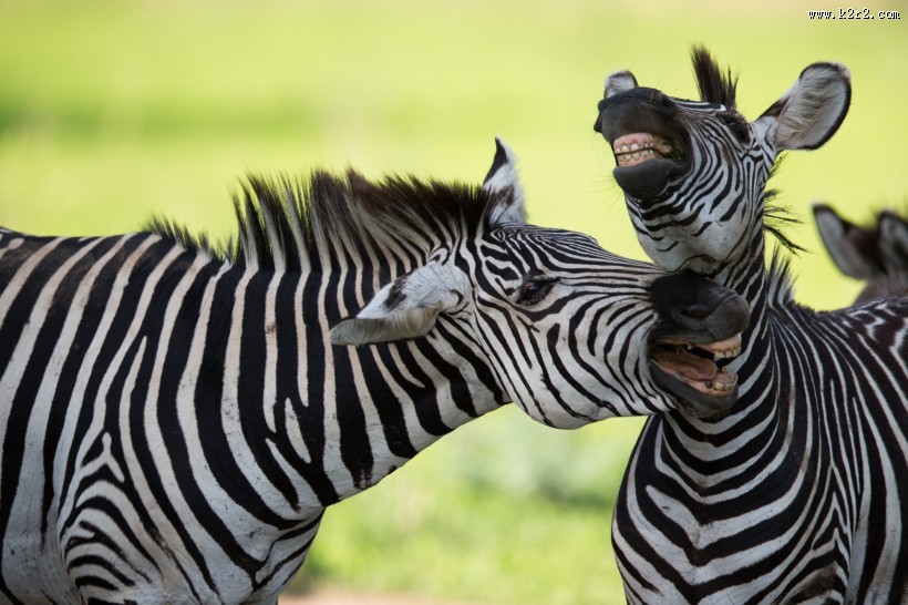 草地上的斑马图片大全