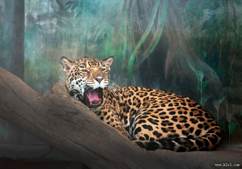 威武的金钱豹图片