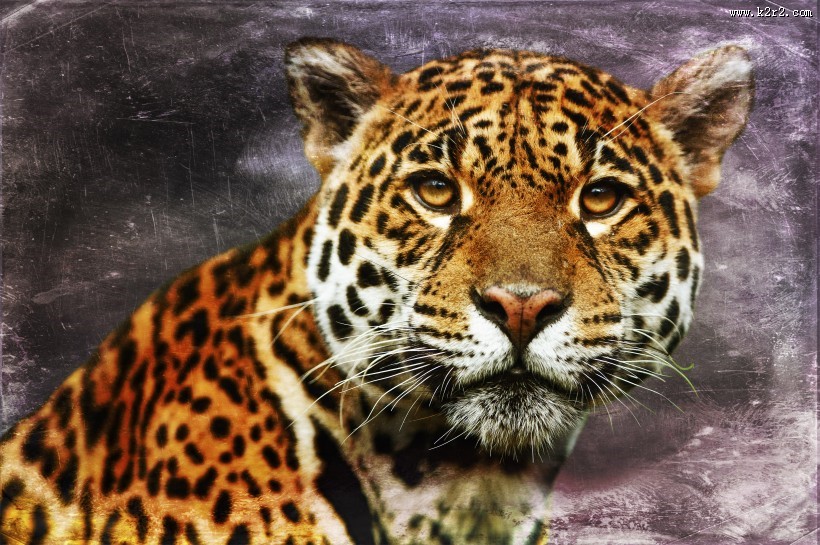 威武的金钱豹图片