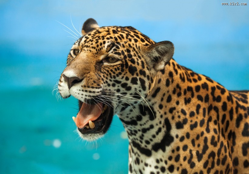 威武的金钱豹图片