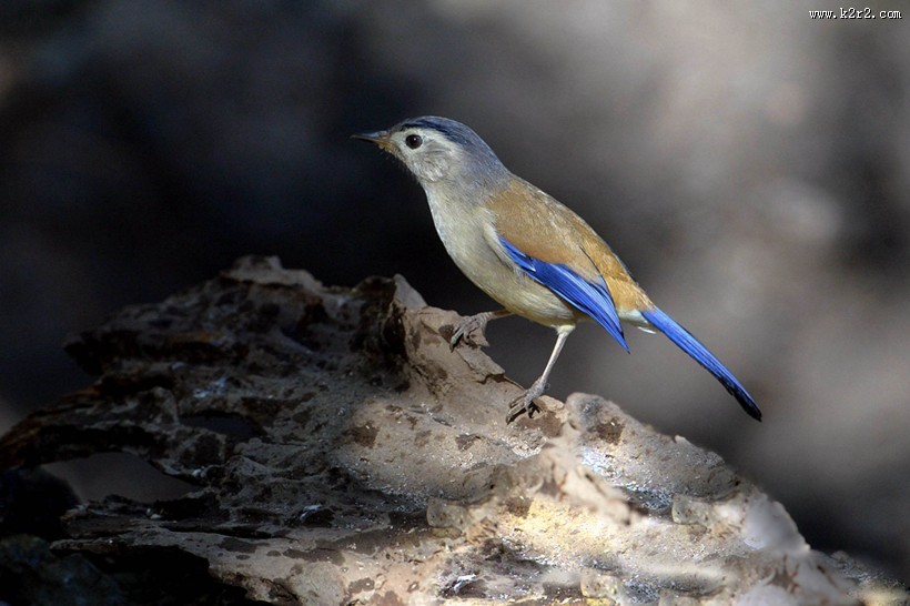叫声清脆的蓝翅希鹛图片