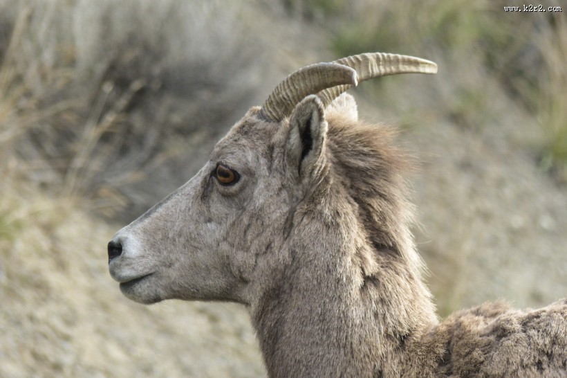 奇异的混血动物之山绵羊图片
