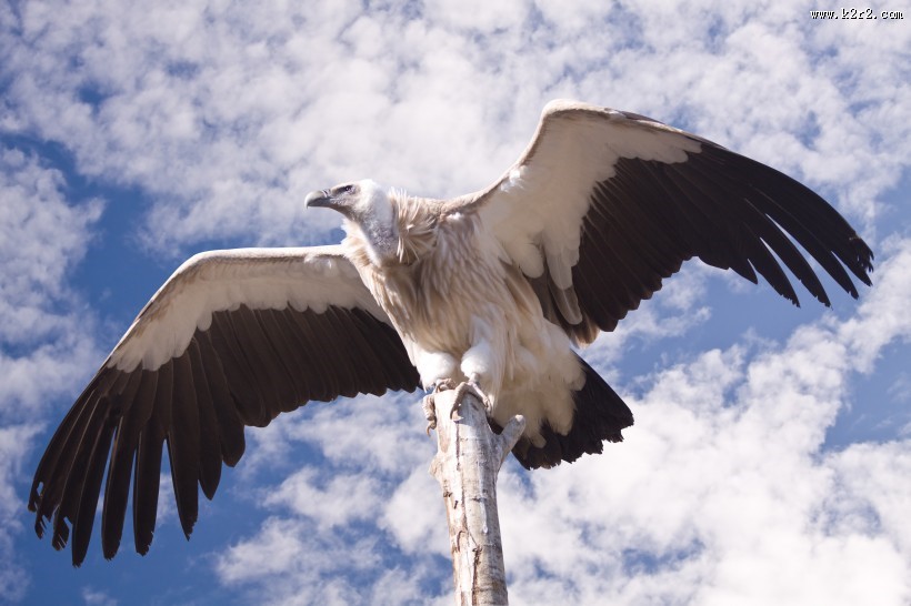 犀利的老鹰图片