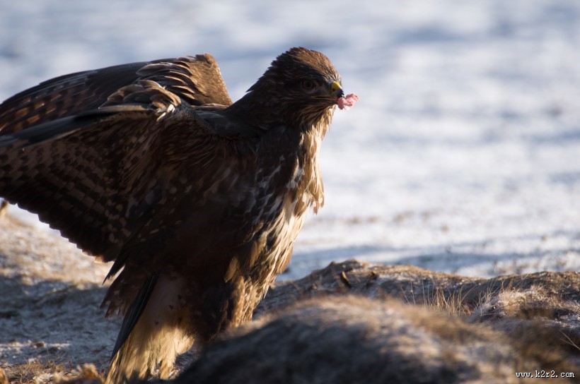 犀利的老鹰图片