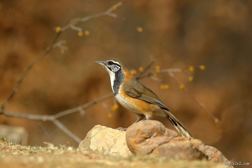 性喜集群的黑领噪鹛图片