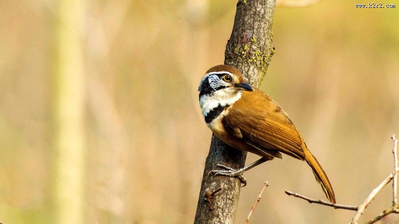 性喜集群的黑领噪鹛图片