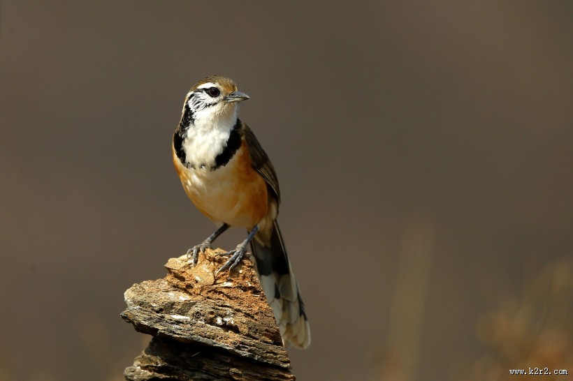 性喜集群的黑领噪鹛图片