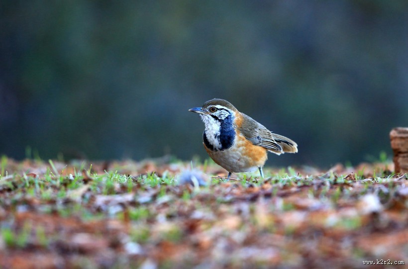 性喜集群的黑领噪鹛图片