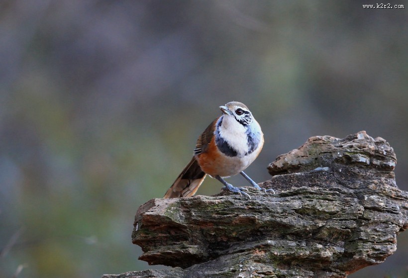 性喜集群的黑领噪鹛图片