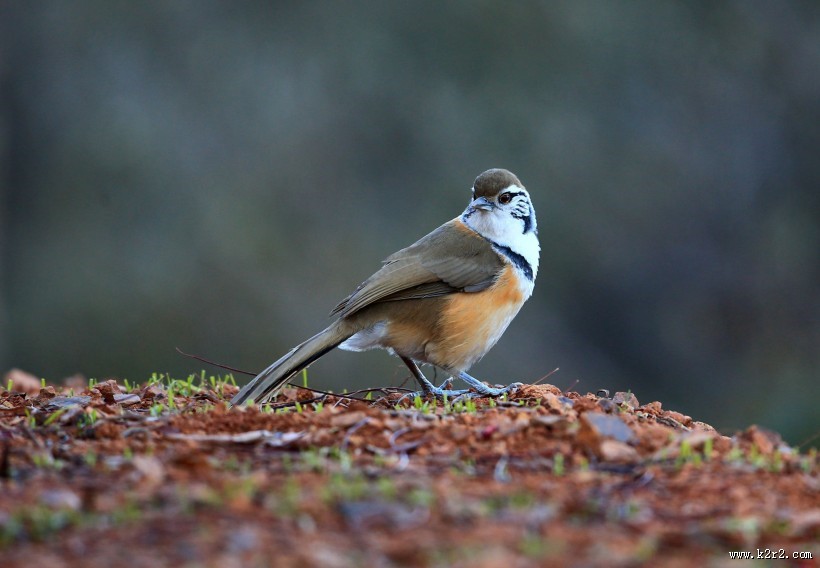 性喜集群的黑领噪鹛图片