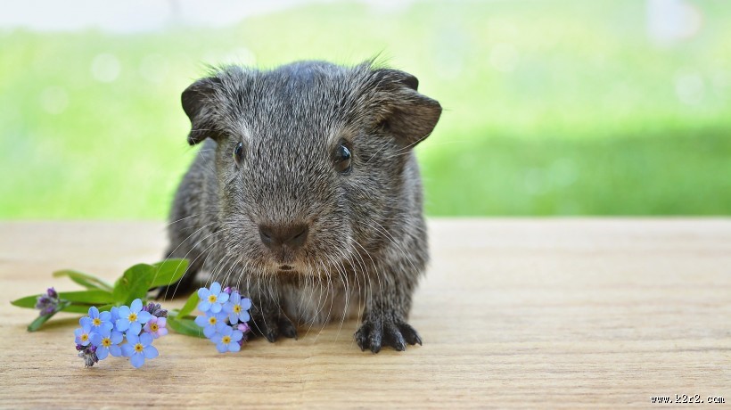 可爱的豚鼠图片