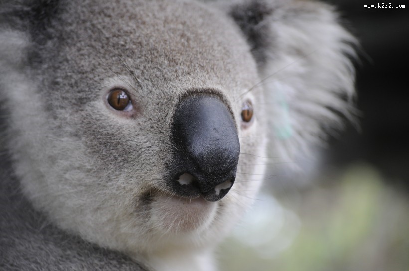 体态憨厚的树袋熊图片
