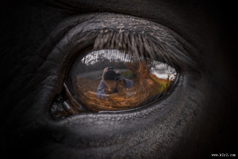马的眼睛特写图片