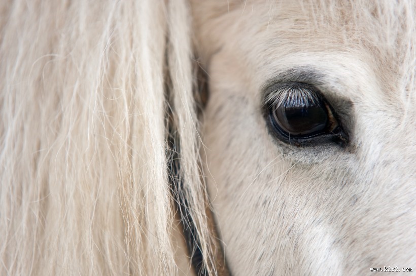 马的眼睛特写图片