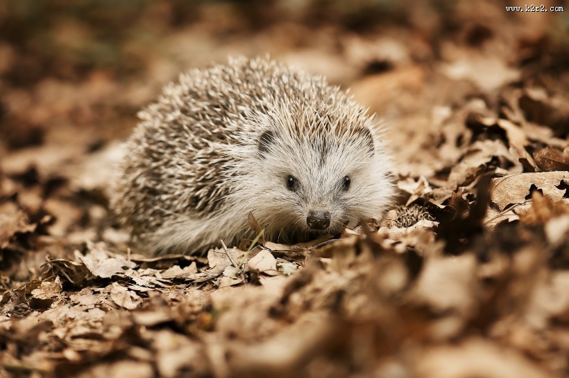 可爱的小刺猬图片大全