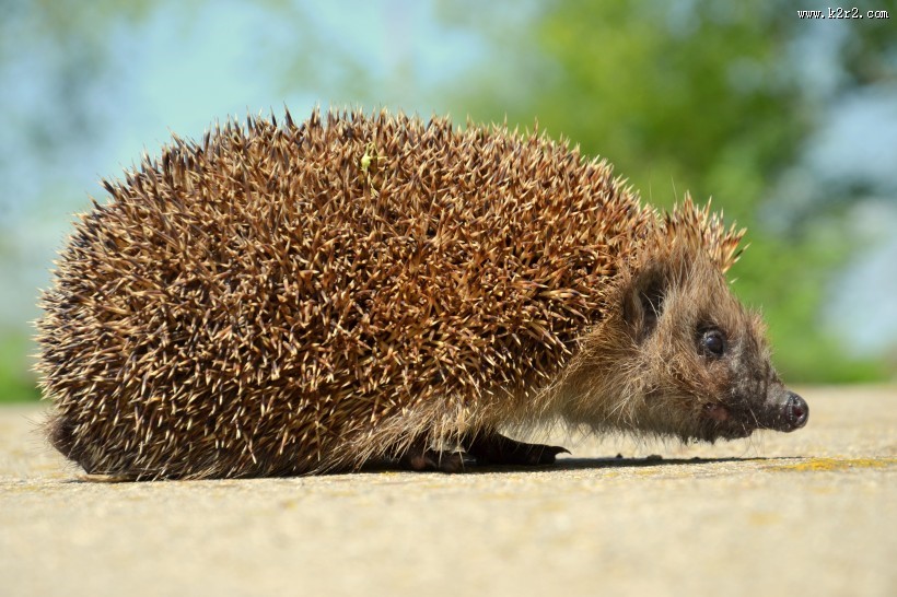 可爱的小刺猬图片大全