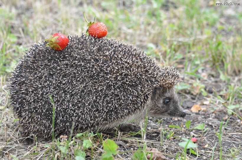 可爱的小刺猬图片大全