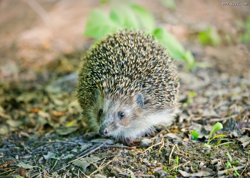 可爱的小刺猬图片大全
