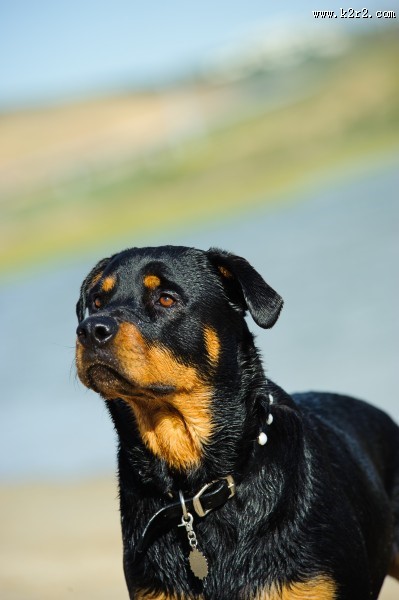 狗狗户外图片大全