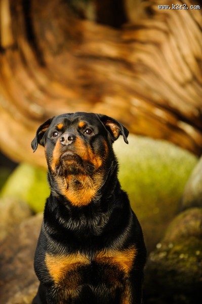 狗狗户外图片大全