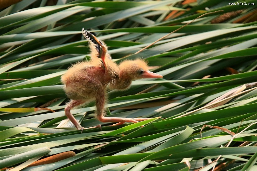 黄苇鳽幼鸟图片