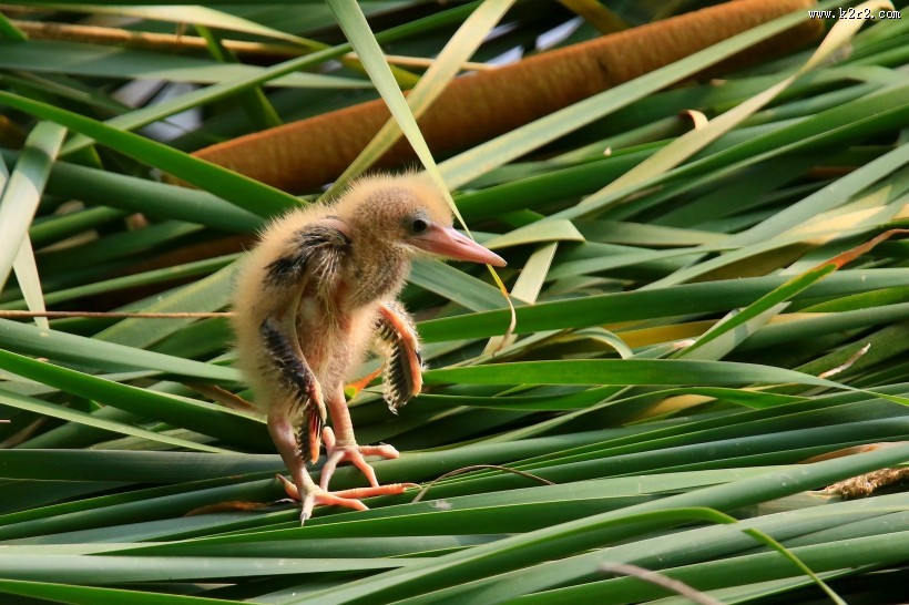 黄苇鳽幼鸟图片