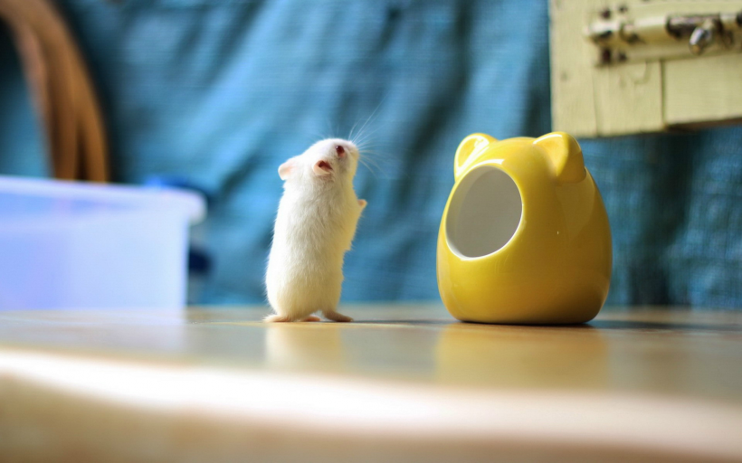 超可爱超萌的小仓鼠图片