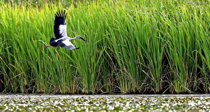 鹳科动物之钳嘴鹳图片大全