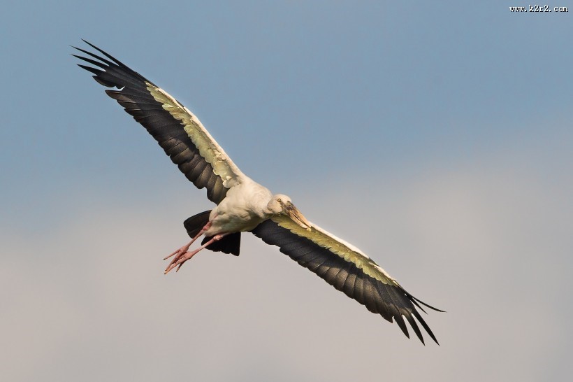 鹳科动物之钳嘴鹳图片大全