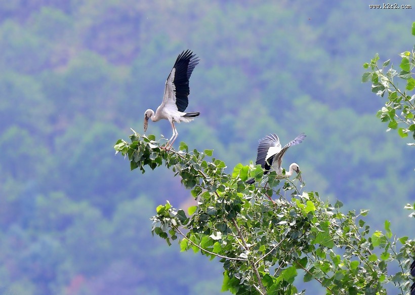 鹳科动物之钳嘴鹳图片大全