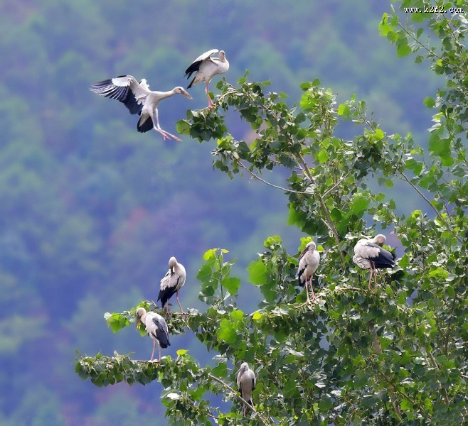鹳科动物之钳嘴鹳图片大全