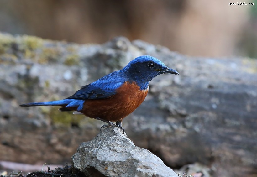 栗腹矶鸫雄鸟图片大全