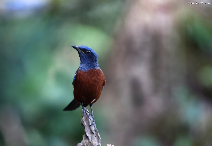 栗腹矶鸫雄鸟图片大全
