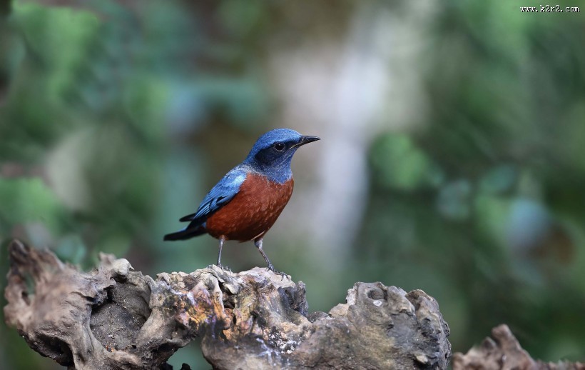 栗腹矶鸫雄鸟图片大全
