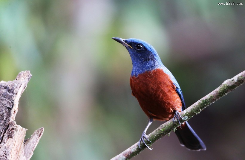 栗腹矶鸫雄鸟图片大全