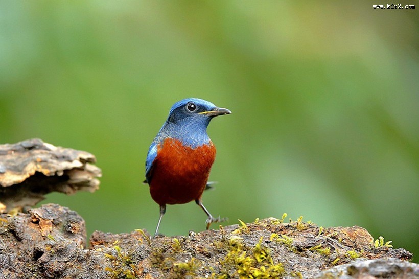 栗腹矶鸫雄鸟图片大全