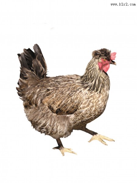 胖胖的母鸡图片大全