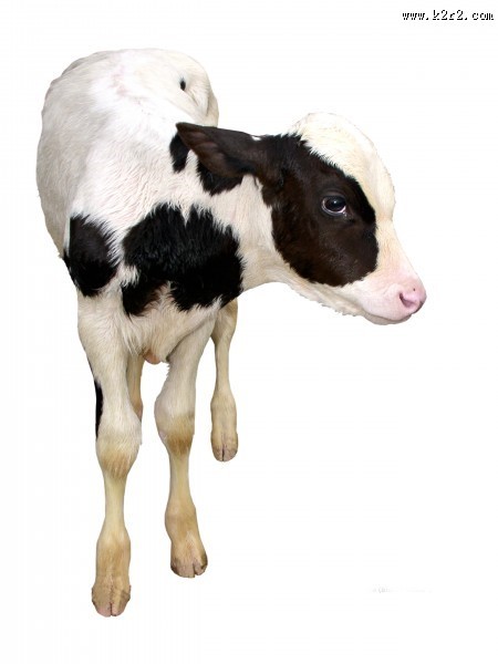 健壮的小牛犊图片
